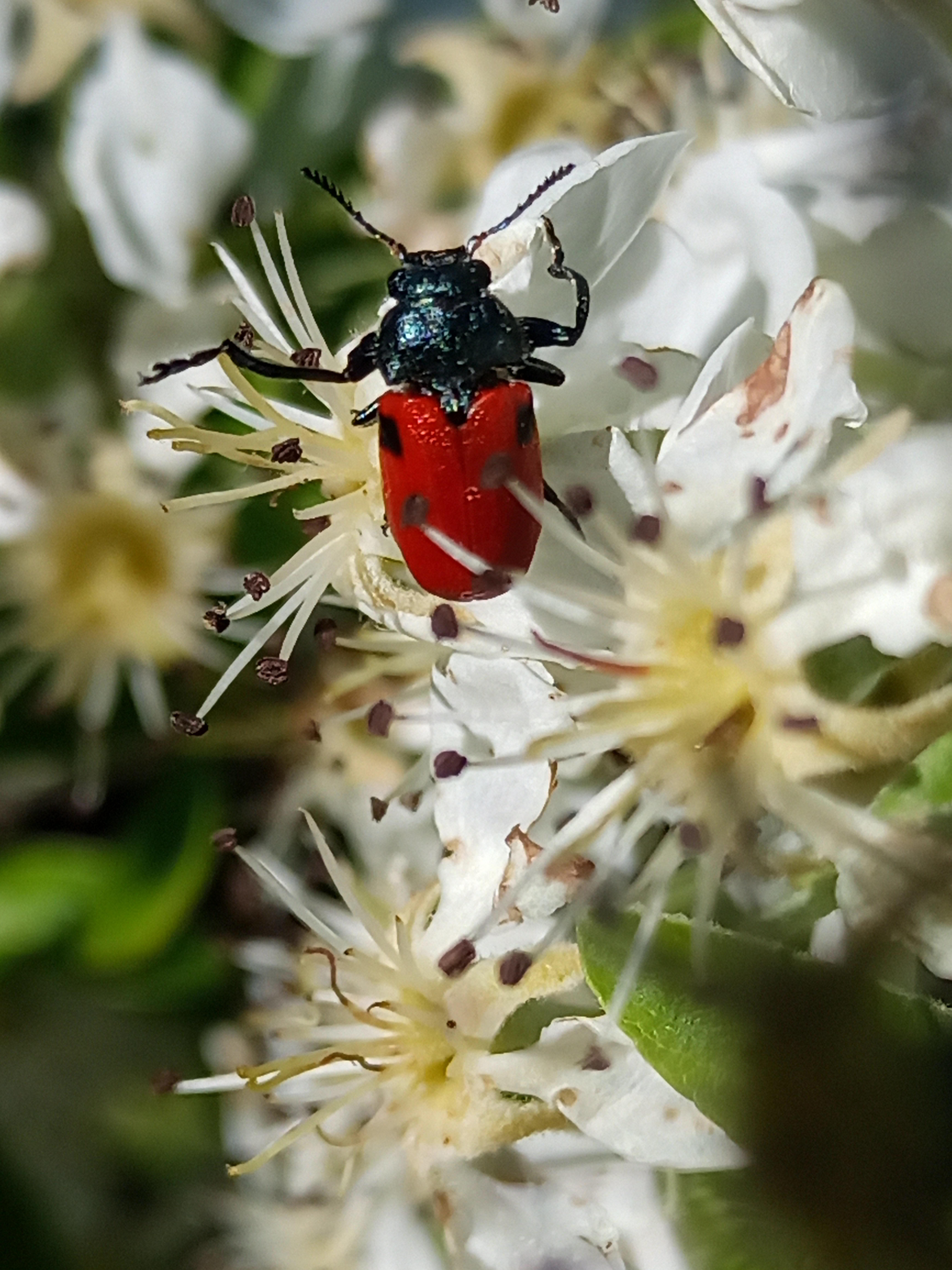 IMG_20230326_154700_341