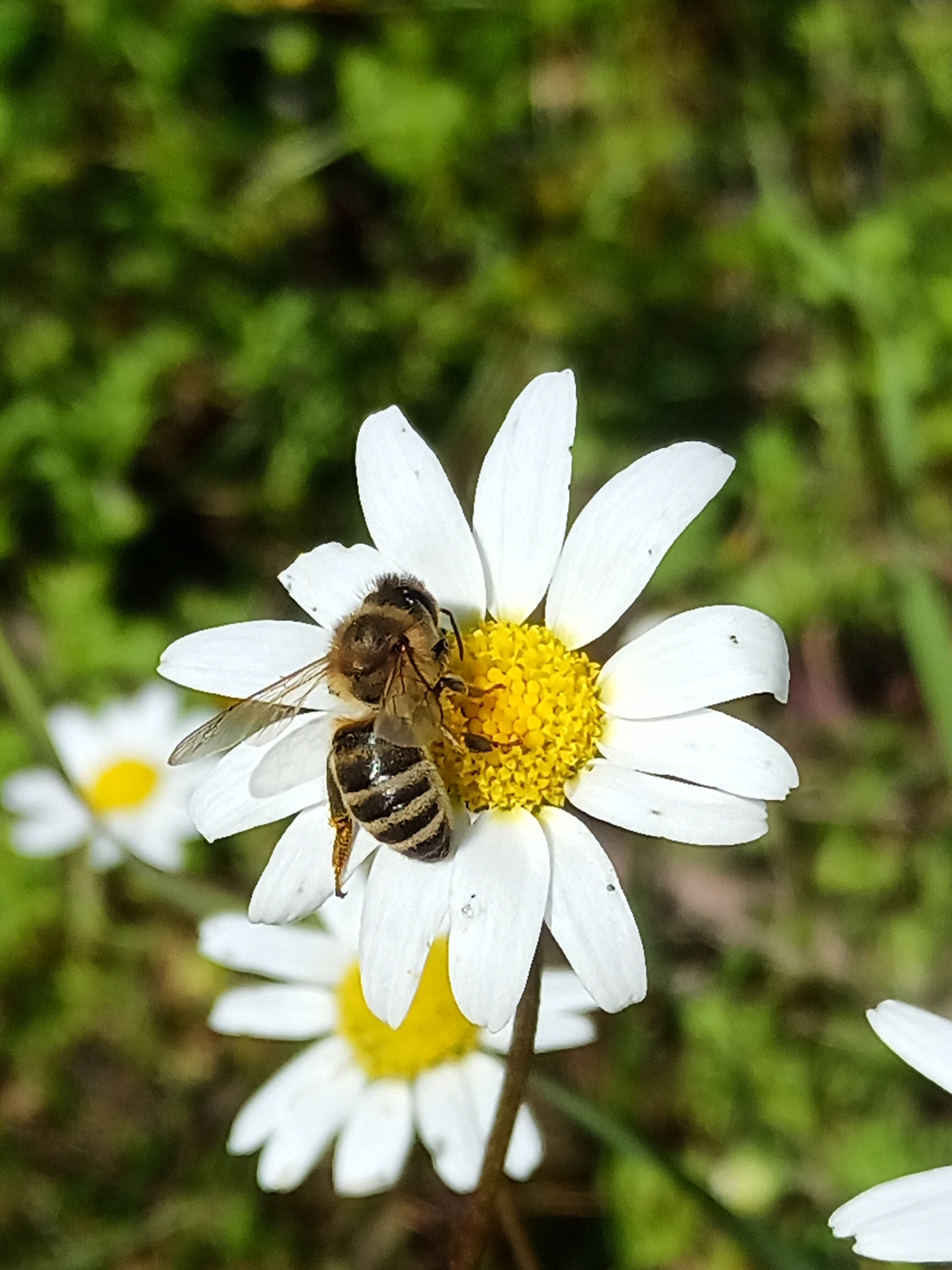 IMG_20250305_130442_735 (1)